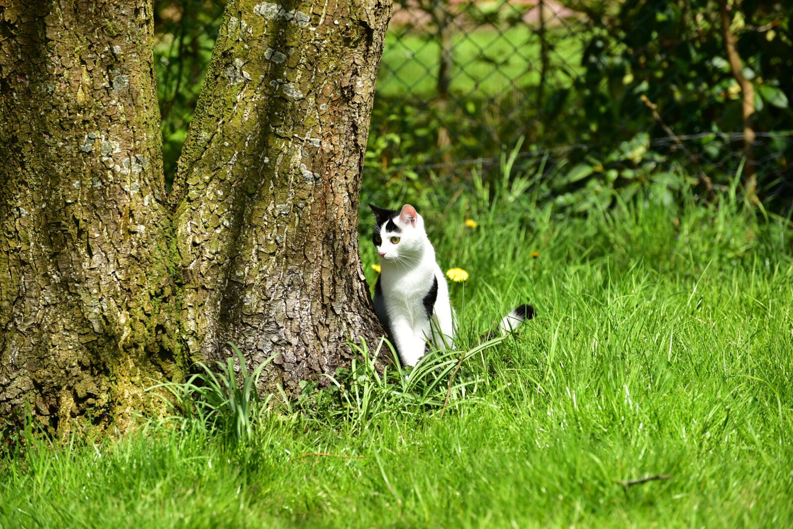 Nikon D750 sample photo. Cat, black white, domestic photography