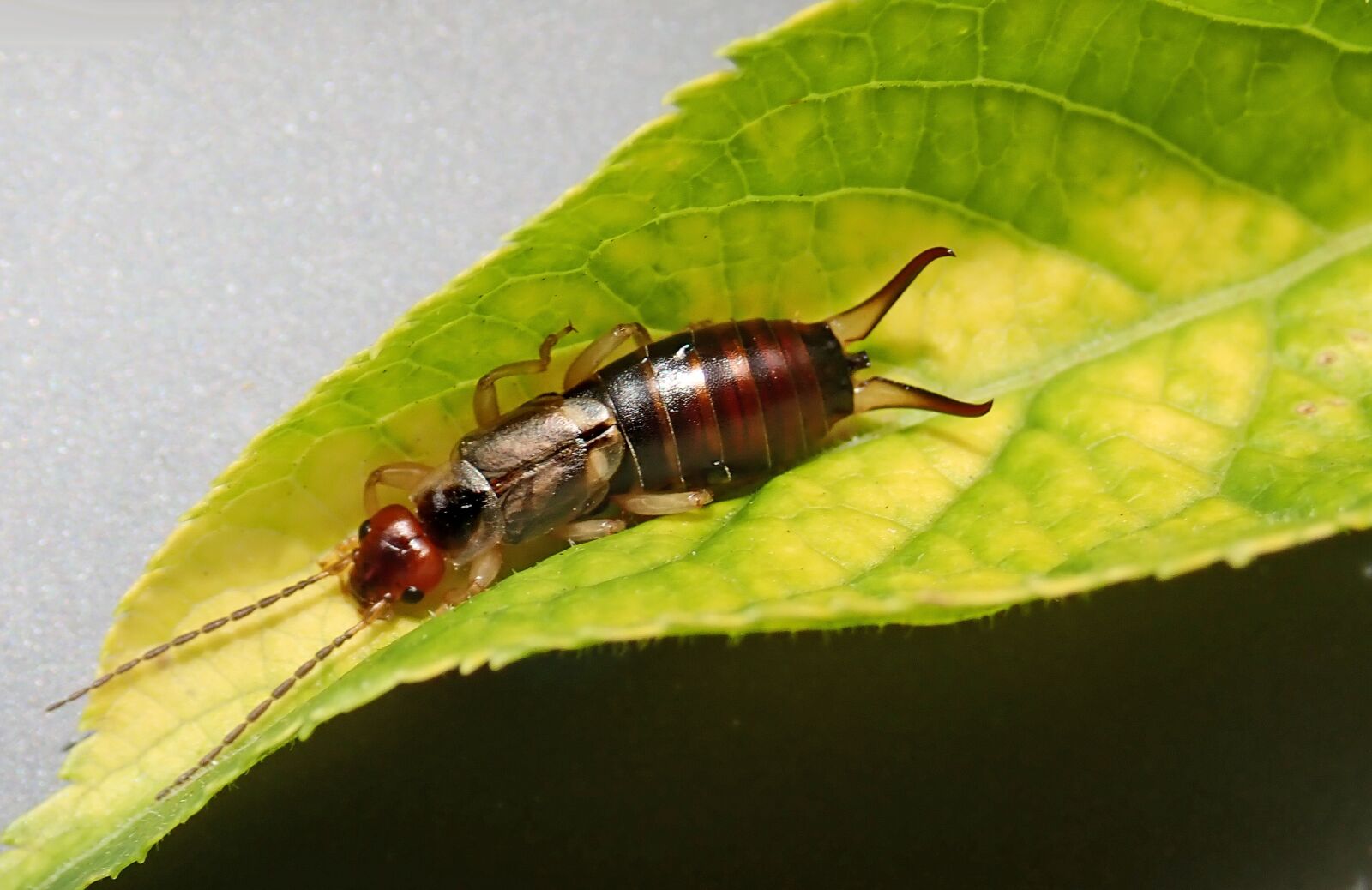 Olympus TG-5 sample photo. Insect, pest, earwig photography