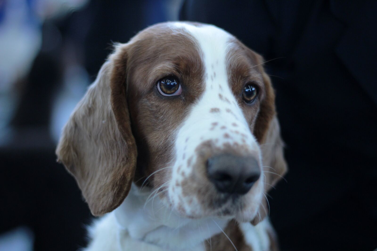 Canon EOS 600D (Rebel EOS T3i / EOS Kiss X5) + Canon EF 50mm F1.8 STM sample photo. Dog, fur, flocked photography