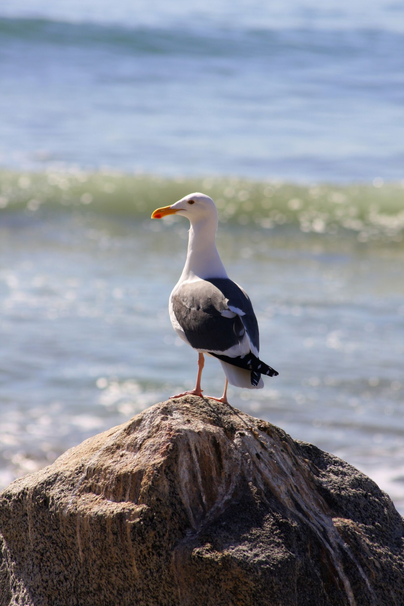 Canon EOS 40D sample photo. Ocean, sea gull, gull photography