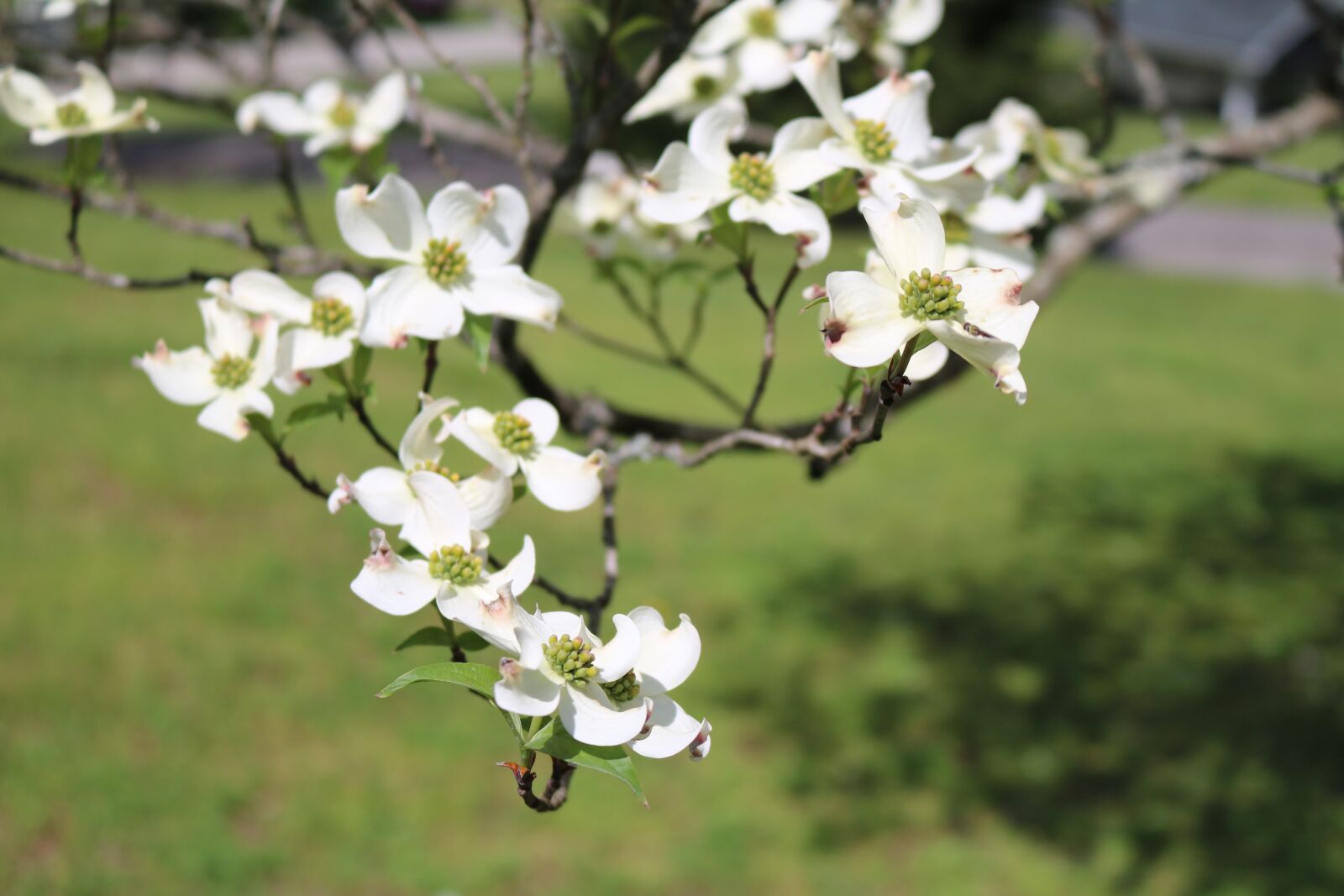 Canon EOS 750D (EOS Rebel T6i / EOS Kiss X8i) sample photo. Dogwood, flowers, spring photography