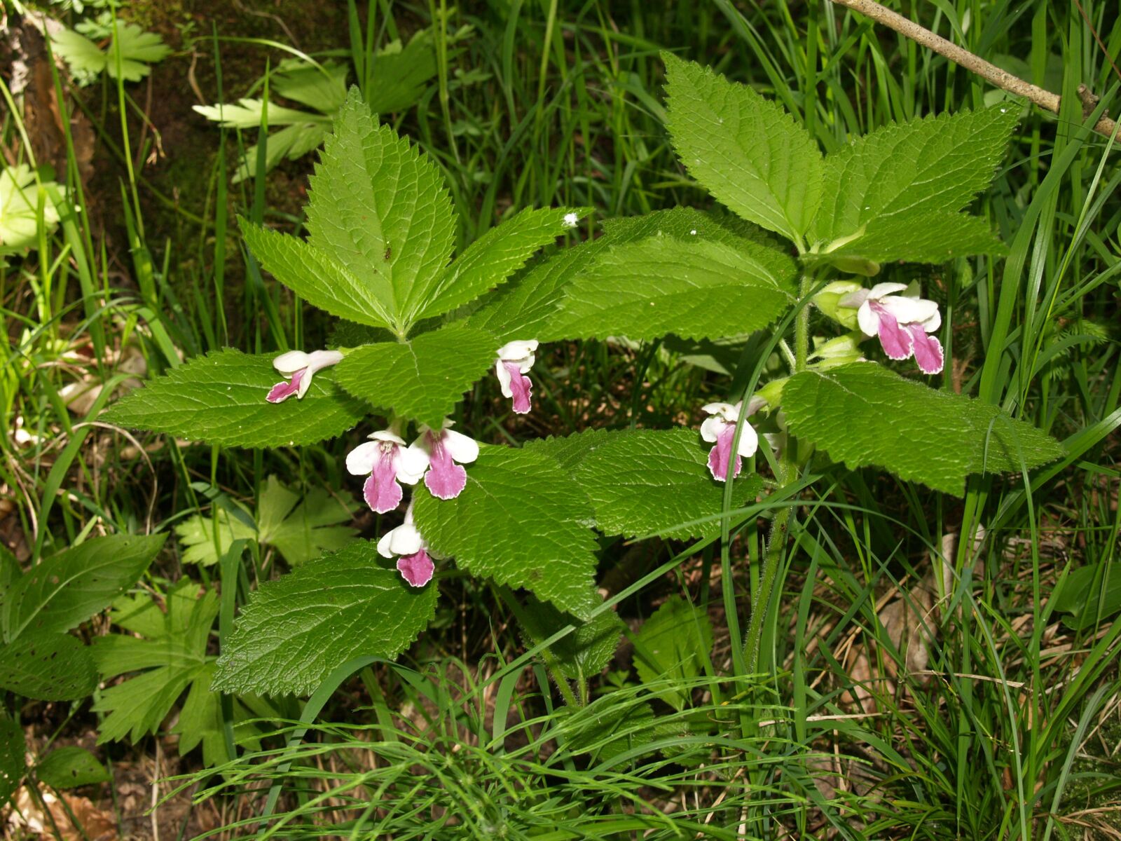 Olympus E-300 (EVOLT E-300) sample photo. Plant, forest, nettle photography