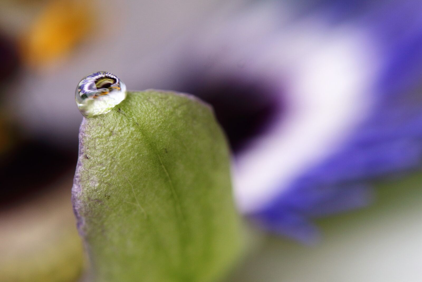 Canon EOS 1200D (EOS Rebel T5 / EOS Kiss X70 / EOS Hi) sample photo. Drip, mirroring, passion flower photography