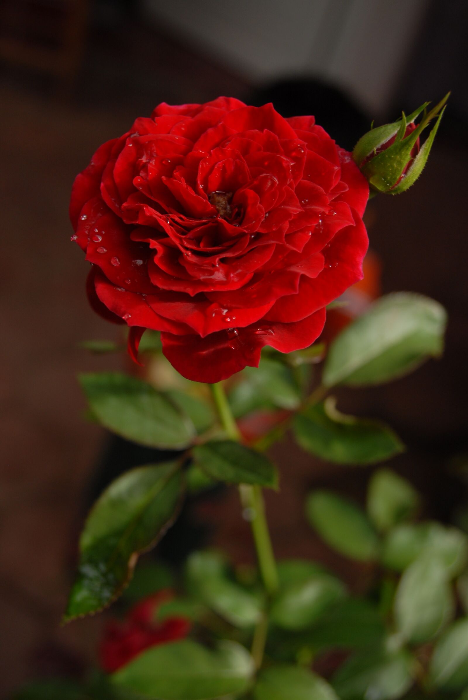 Nikon D200 sample photo. Rosa, flower, flora photography