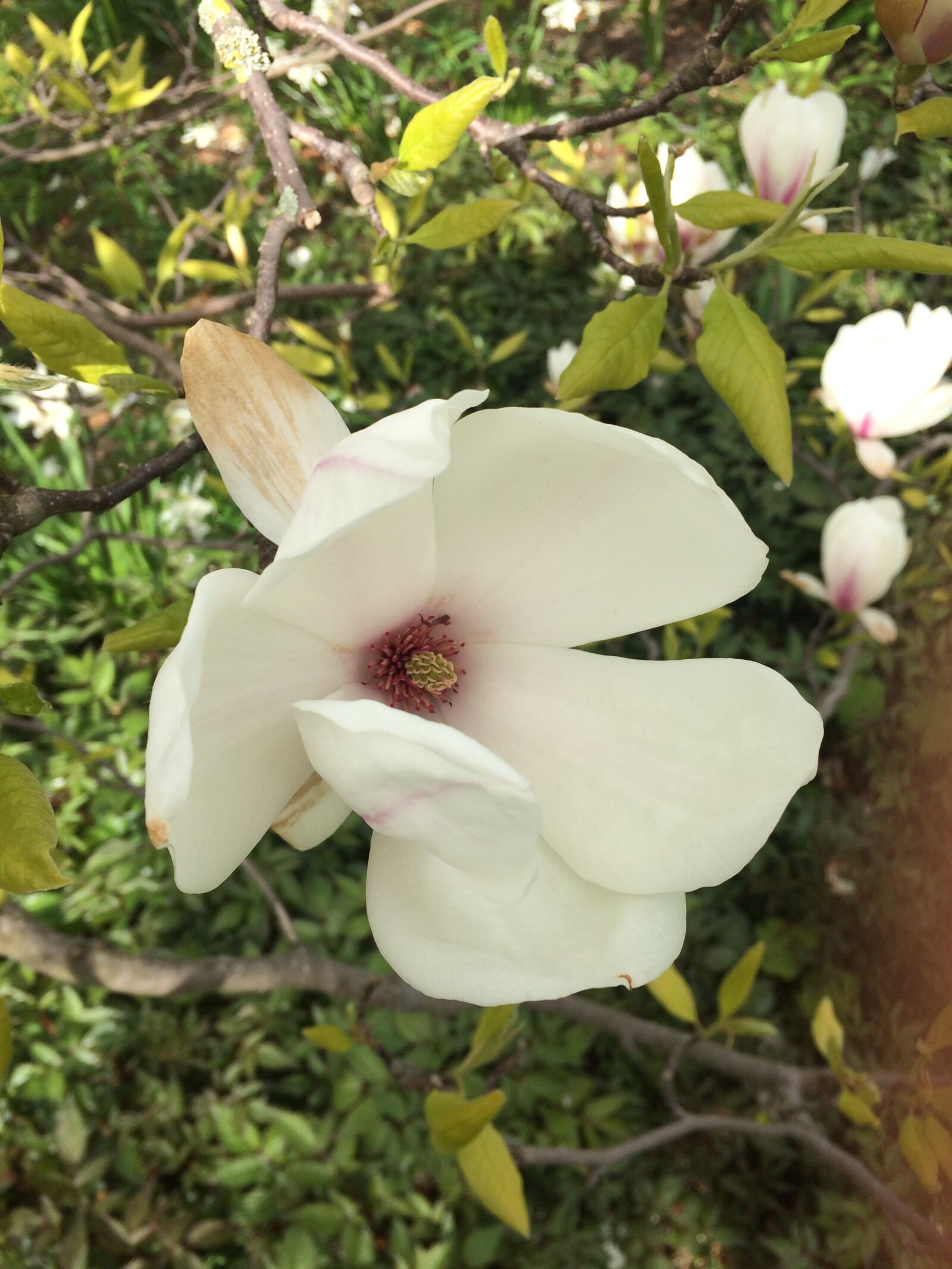 iPhone 5s back camera 4.15mm f/2.2 sample photo. Magnolia, tree, flower photography