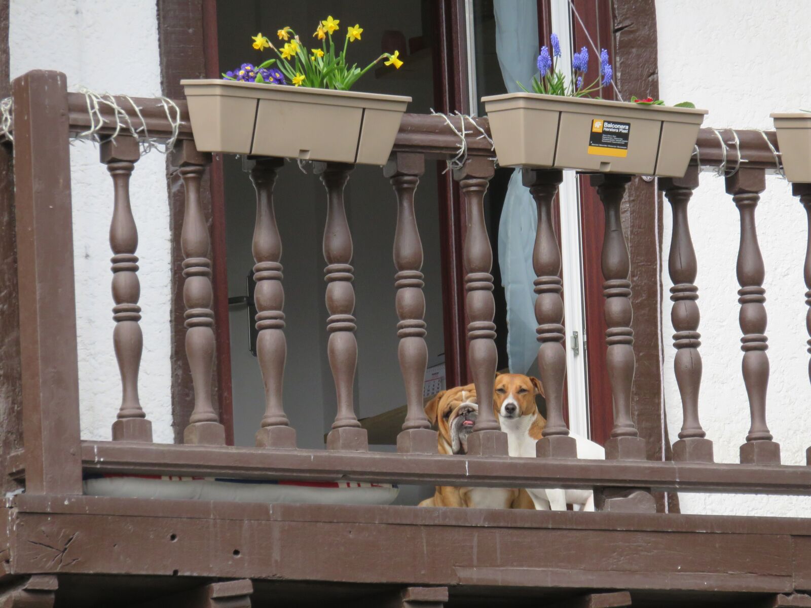 Canon PowerShot SX700 HS sample photo. Dog, balcony, pet photography