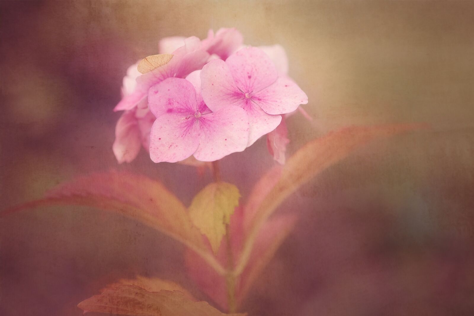 Nikon D750 sample photo. Flower, pink, flowers photography