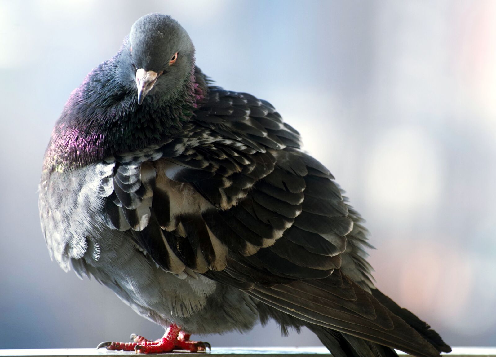 Pentax K-30 sample photo. Dove, bird, feather photography