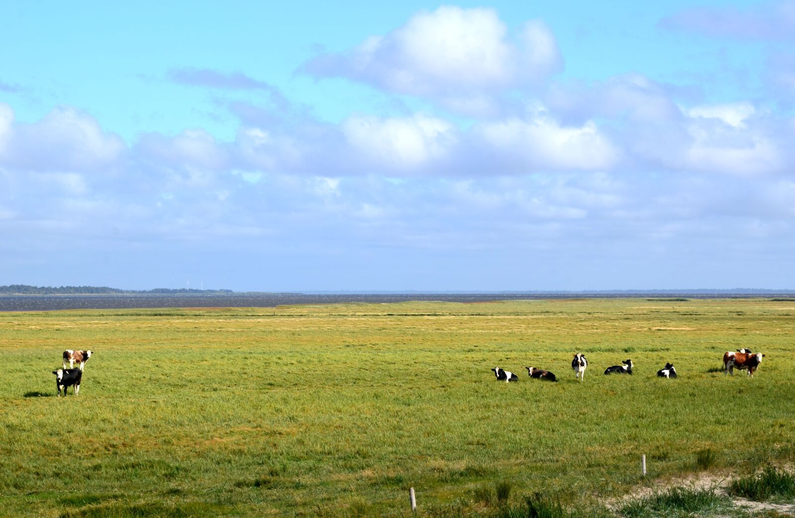 Nikon D5100 sample photo. Denmark, nissum fjord, cows photography