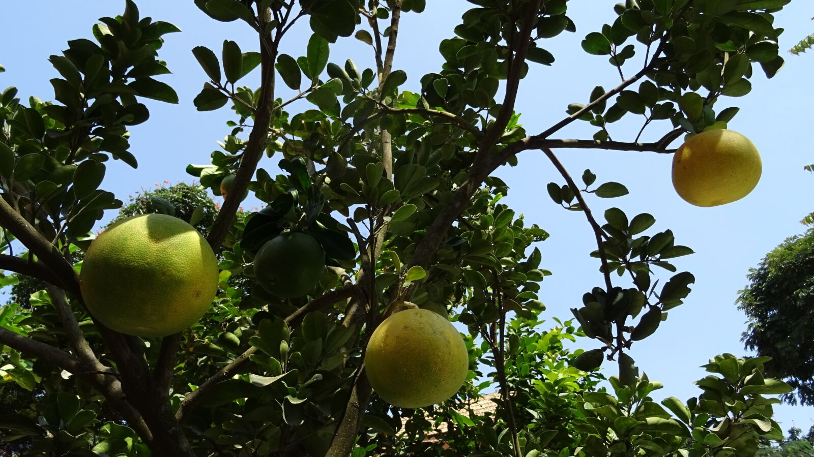 Sony DSC-HX60V sample photo. Fruit, grapefruit, ripe photography