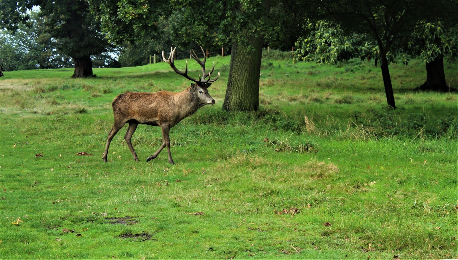 Canon EOS 4000D (EOS Rebel T100 / EOS 3000D) sample photo. Animal, deer, nature photography