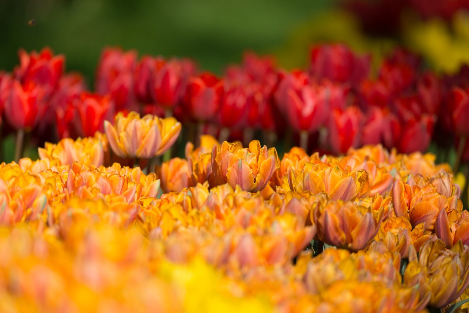 Nikon D800 sample photo. Tulips, flowers, orange photography
