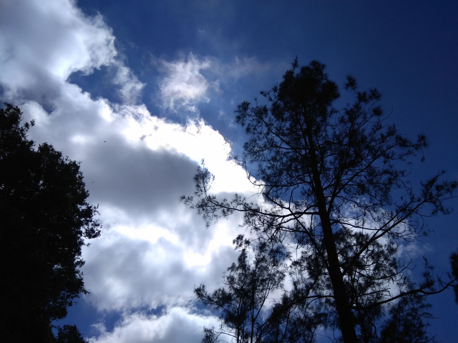 ASUS ZenFone Max M1 (ZB556KL) / ZenFone Max M1/M2/M3 (ZB555KL) sample photo. Cloud, sky, tree photography