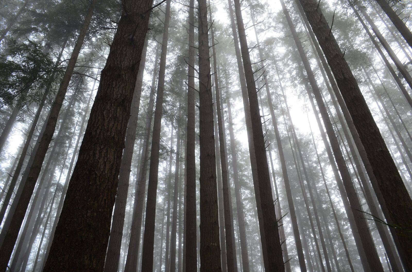 Nikon D5100 sample photo. Forest, mist, fog photography