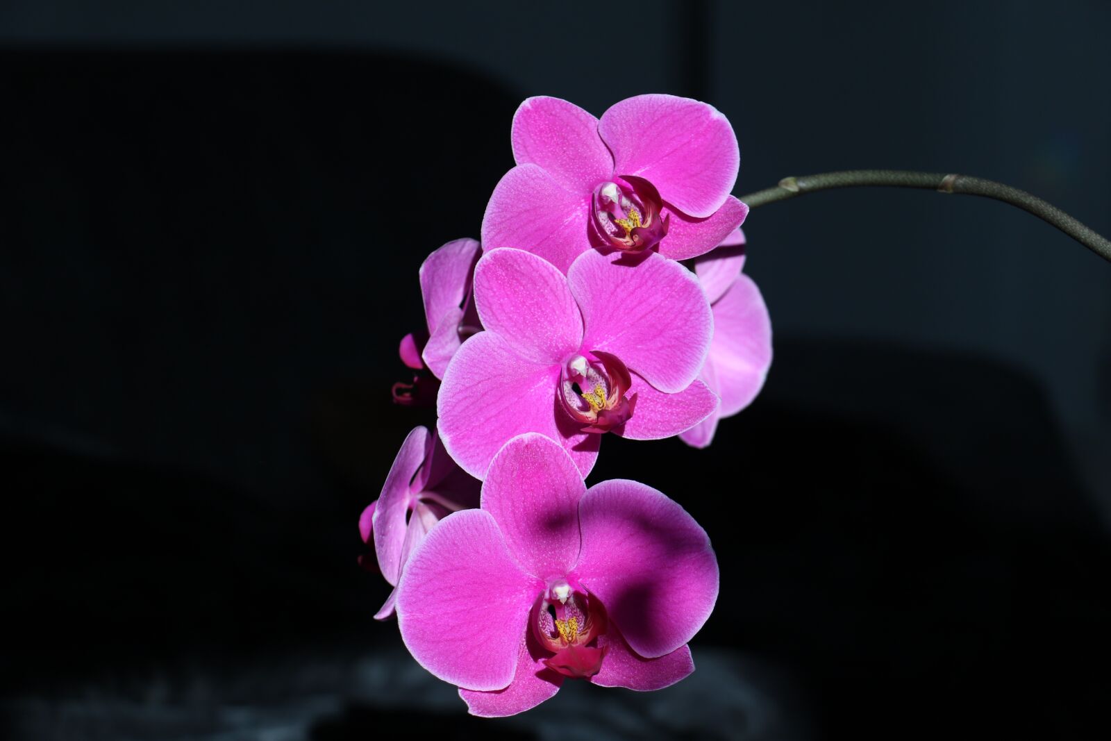 Canon EOS 760D (EOS Rebel T6s / EOS 8000D) sample photo. Orchid, flower, pink photography