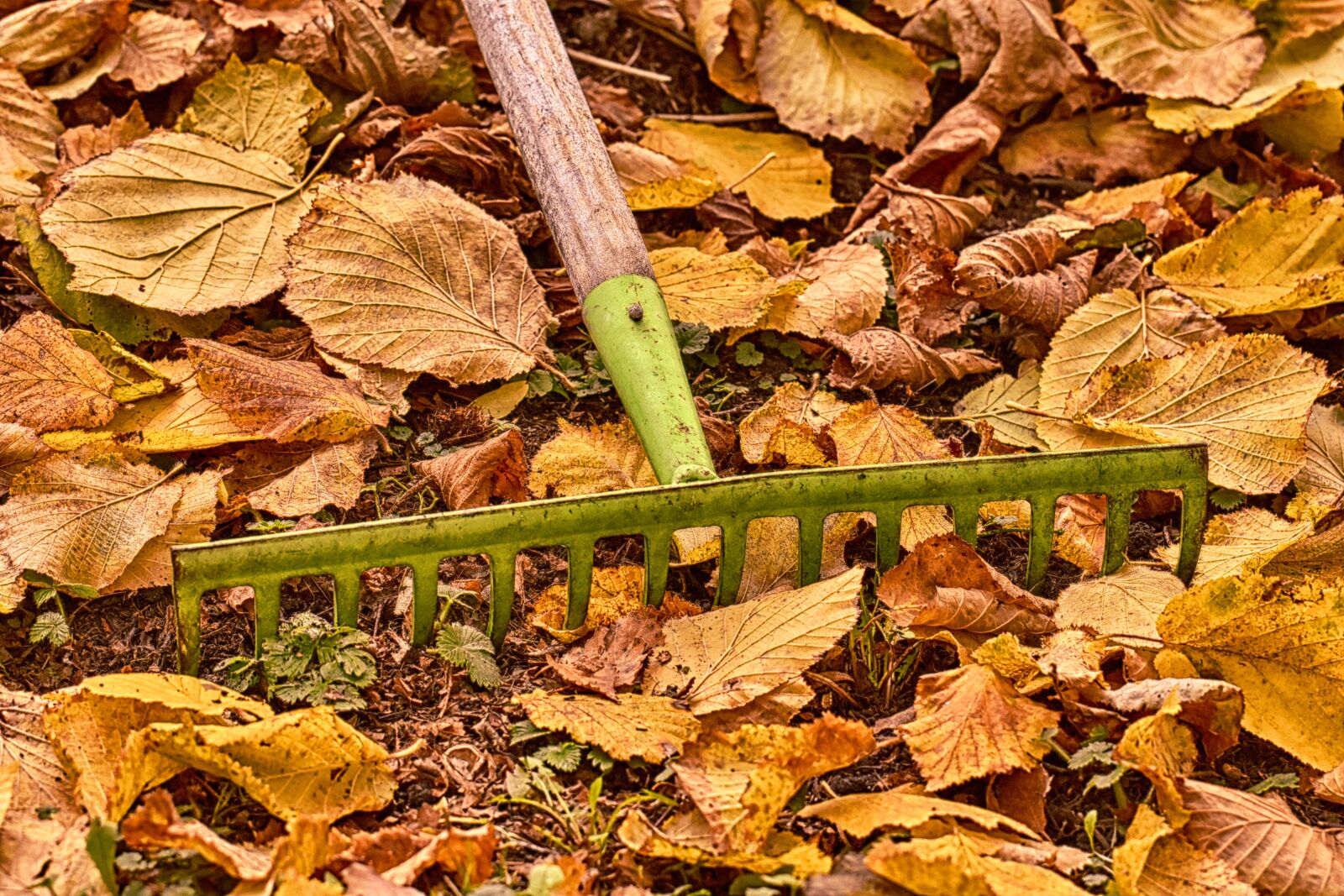 Nikon D7200 sample photo. Autumn, gardening, computing photography