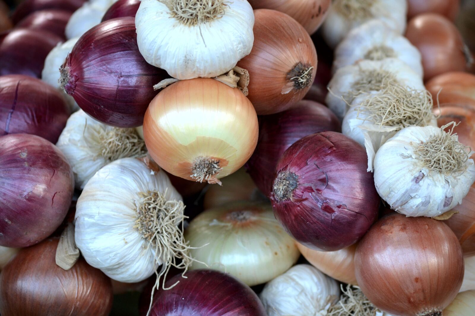 Nikon D3100 sample photo. Onions, onion, garlic photography