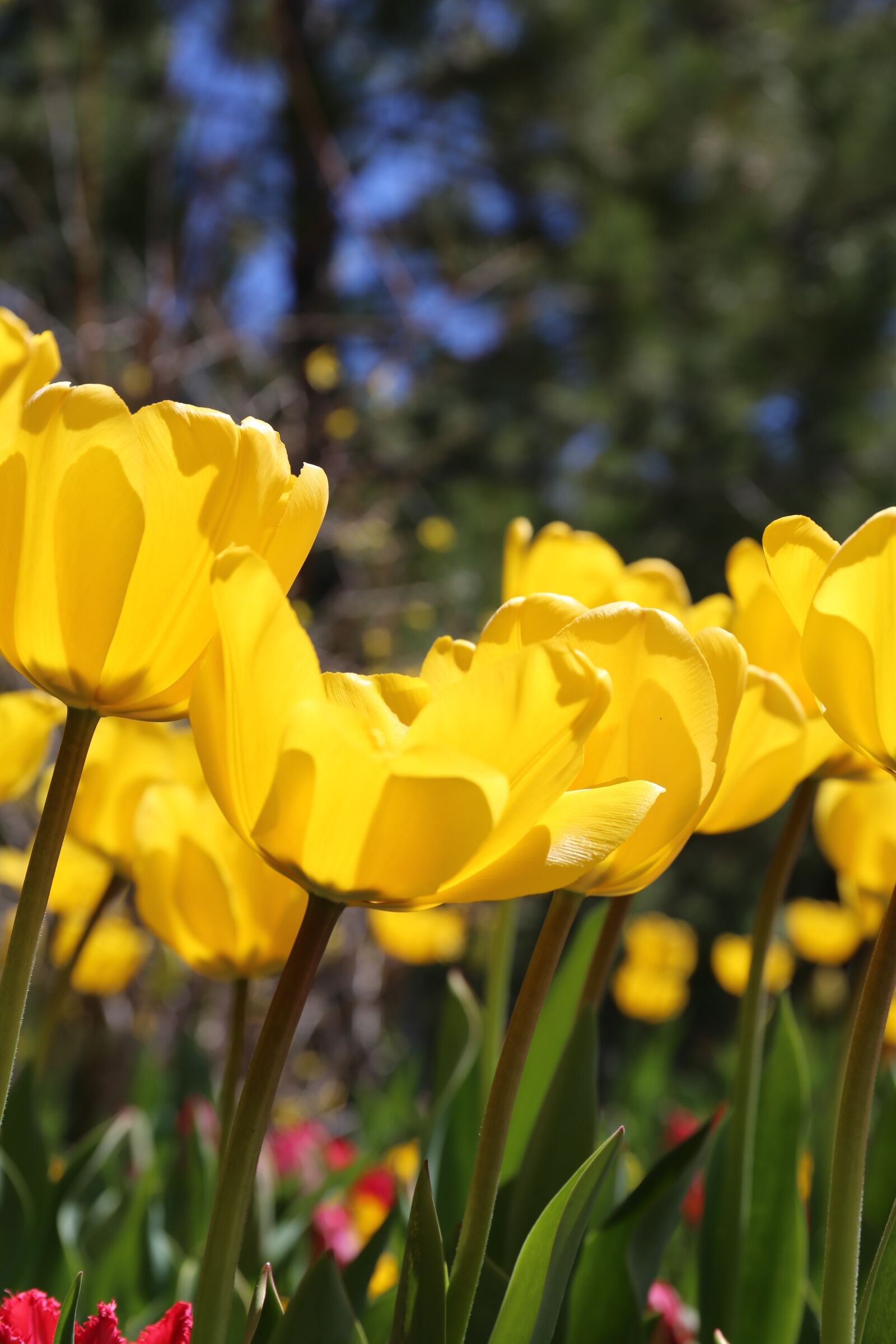 Canon EF 24-70mm F4L IS USM sample photo. Tulip, spring, garden photography