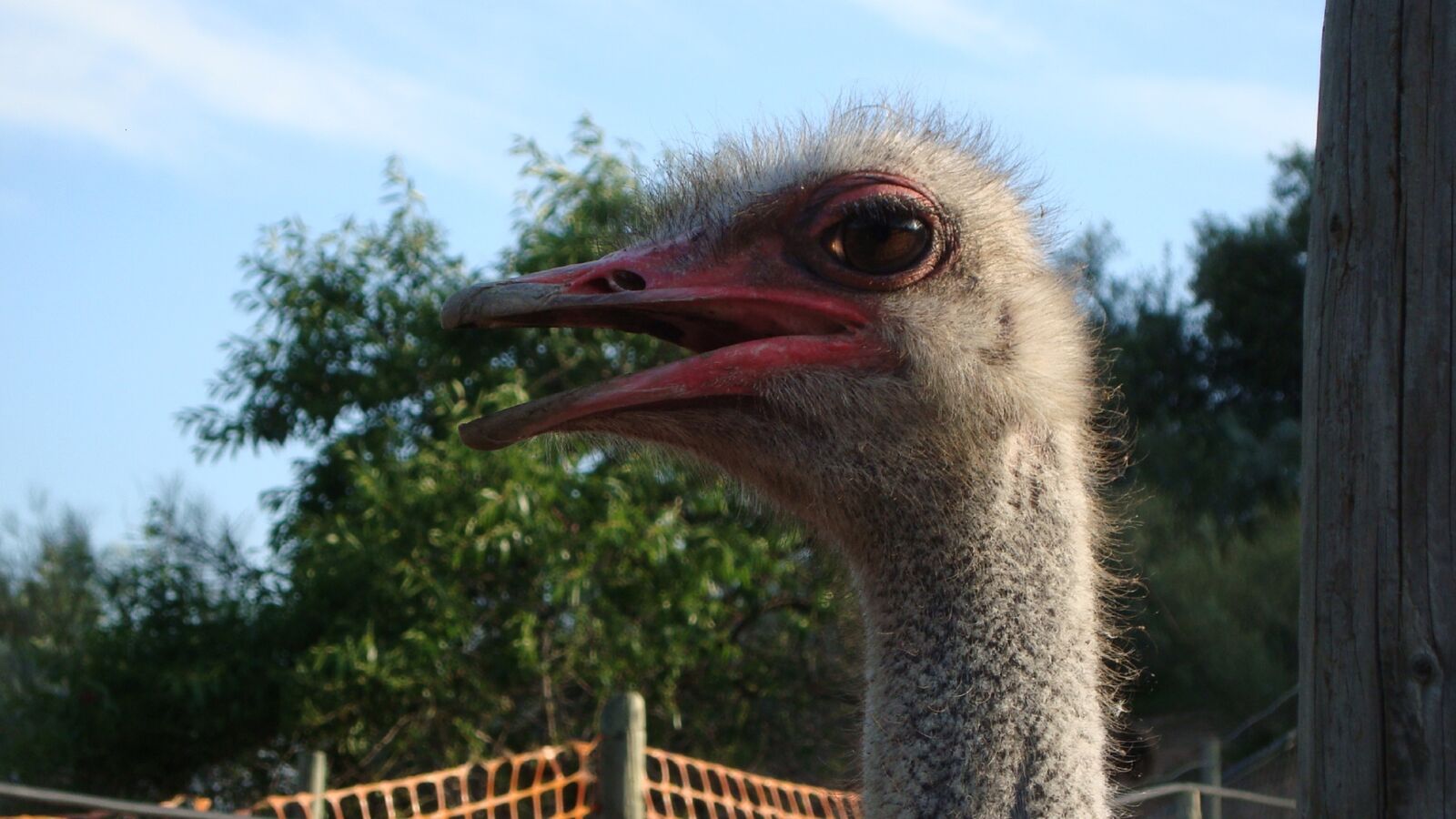 Sony Cyber-shot DSC-W110 sample photo. Ostrich, ave, animal photography