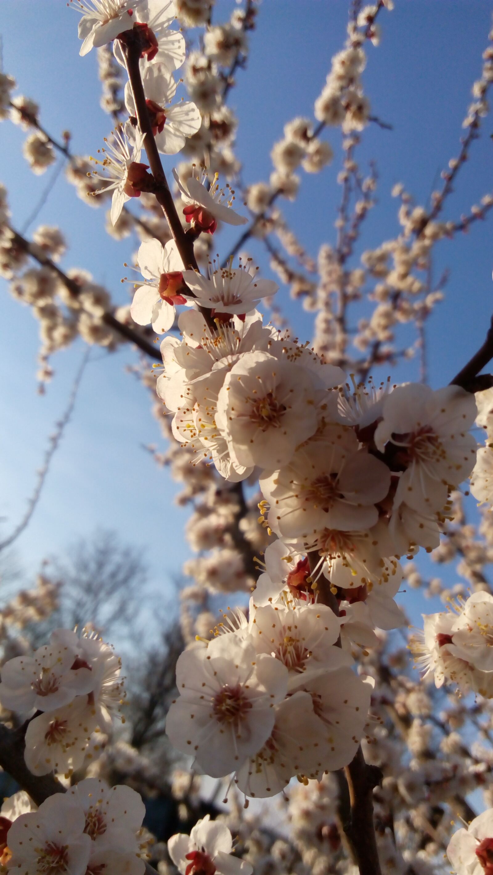 Lenovo P70-A sample photo. Spring, nature, pink photography