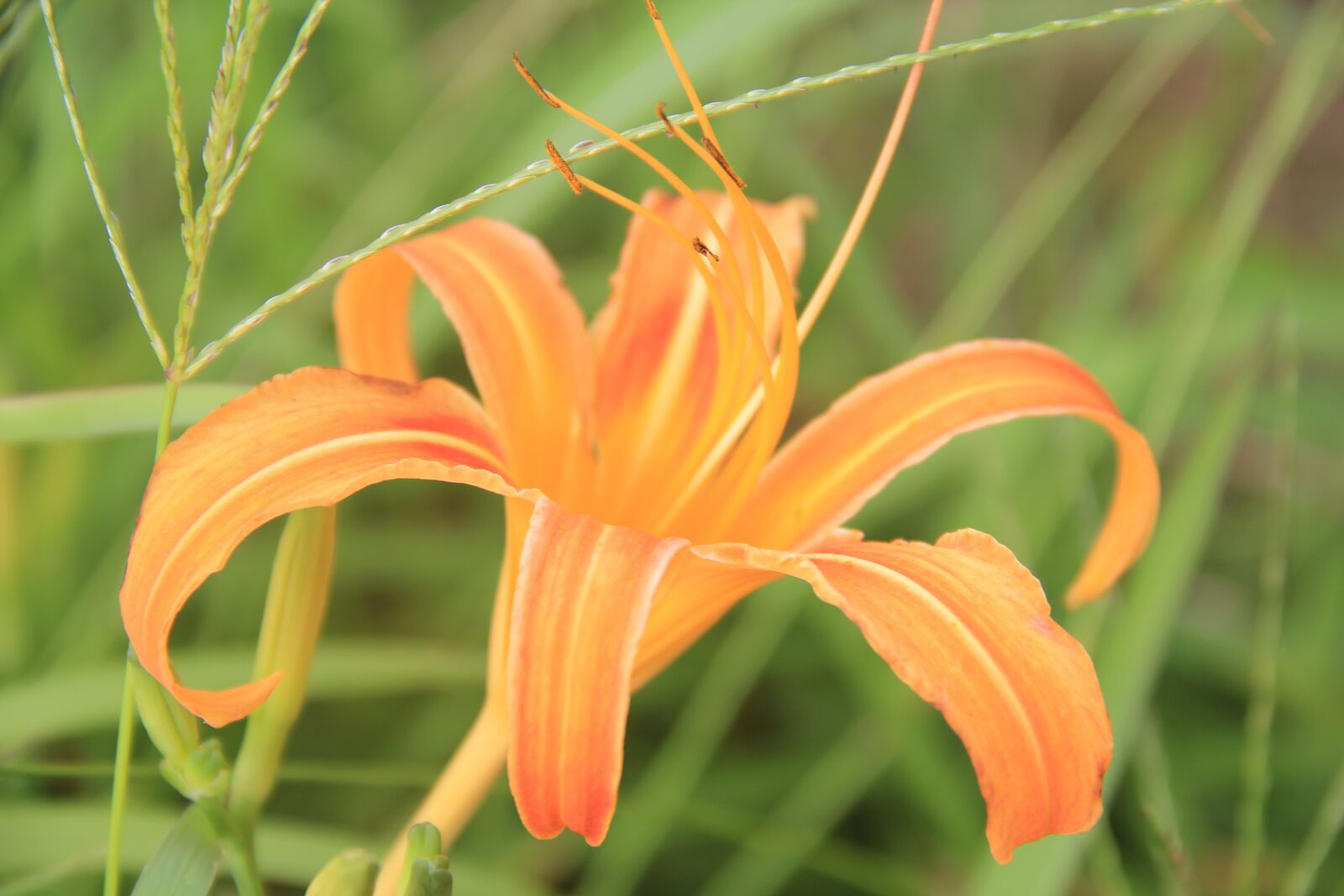 Canon EOS 60D + Canon EF-S 18-135mm F3.5-5.6 IS sample photo. Tiger lily flower, summer photography