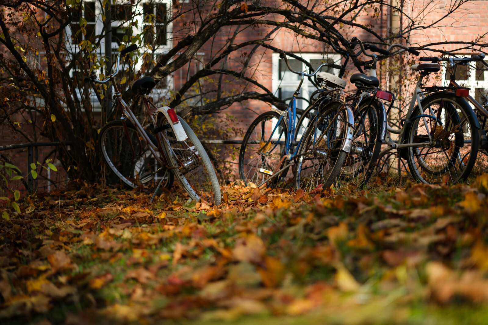 Fujifilm XF 33mm F1.4 R LM WR sample photo. Autumn bicycles photography