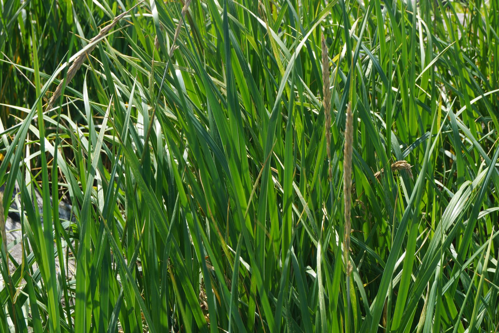 Sony SLT-A77 + Sony DT 18-55mm F3.5-5.6 SAM sample photo. Sea, grass, seward photography