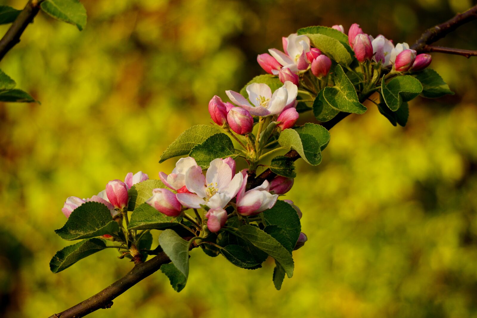 Sony a6000 sample photo. Apple blossoms, flowering twig photography
