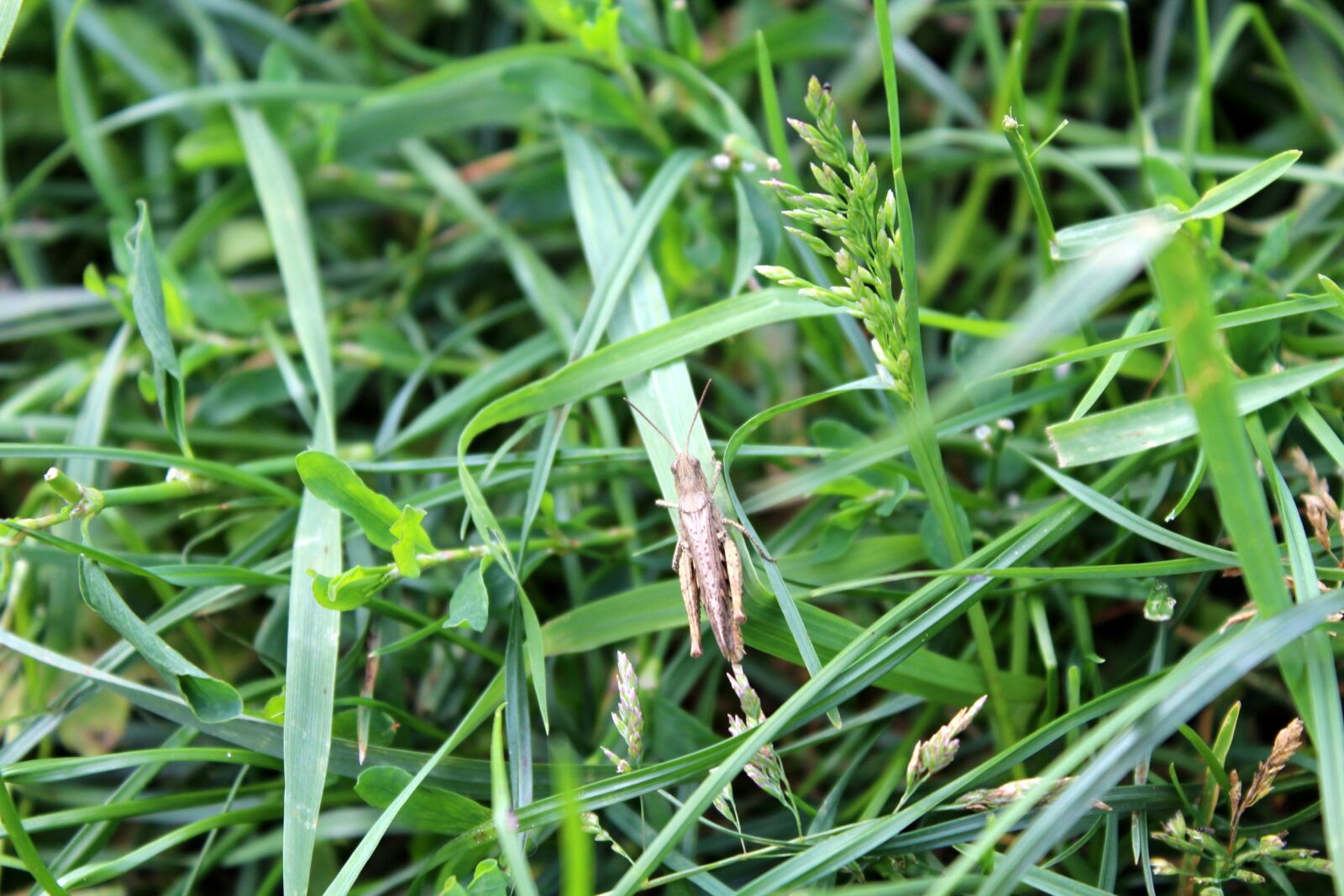 Canon EOS 1200D (EOS Rebel T5 / EOS Kiss X70 / EOS Hi) sample photo. Insect, grasshopper, nature photography
