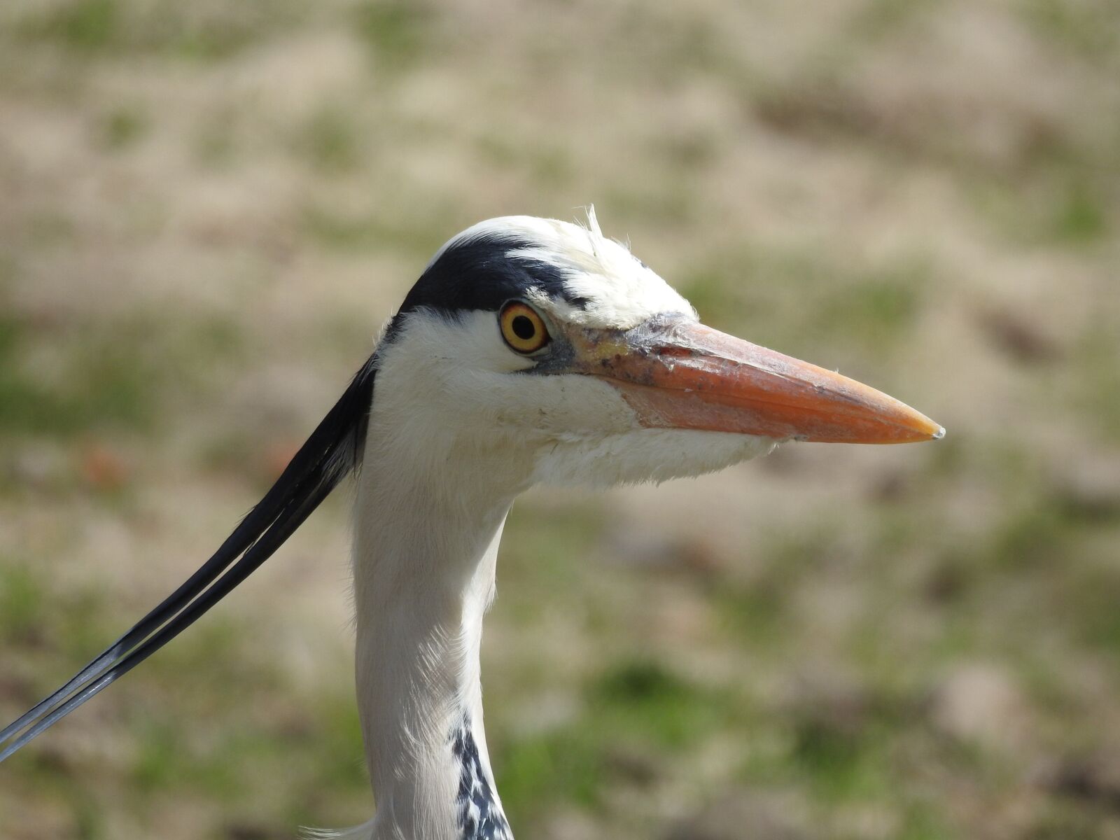 Nikon Coolpix P900 sample photo. Bird, beak, nature photography