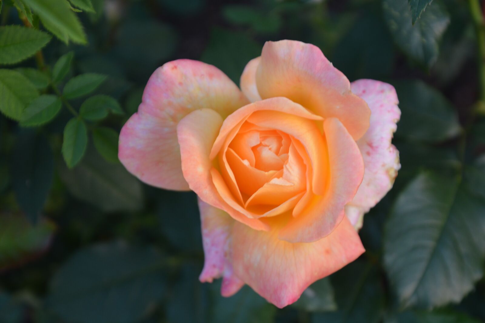 Nikon D7100 sample photo. Nature, flower, rose photography
