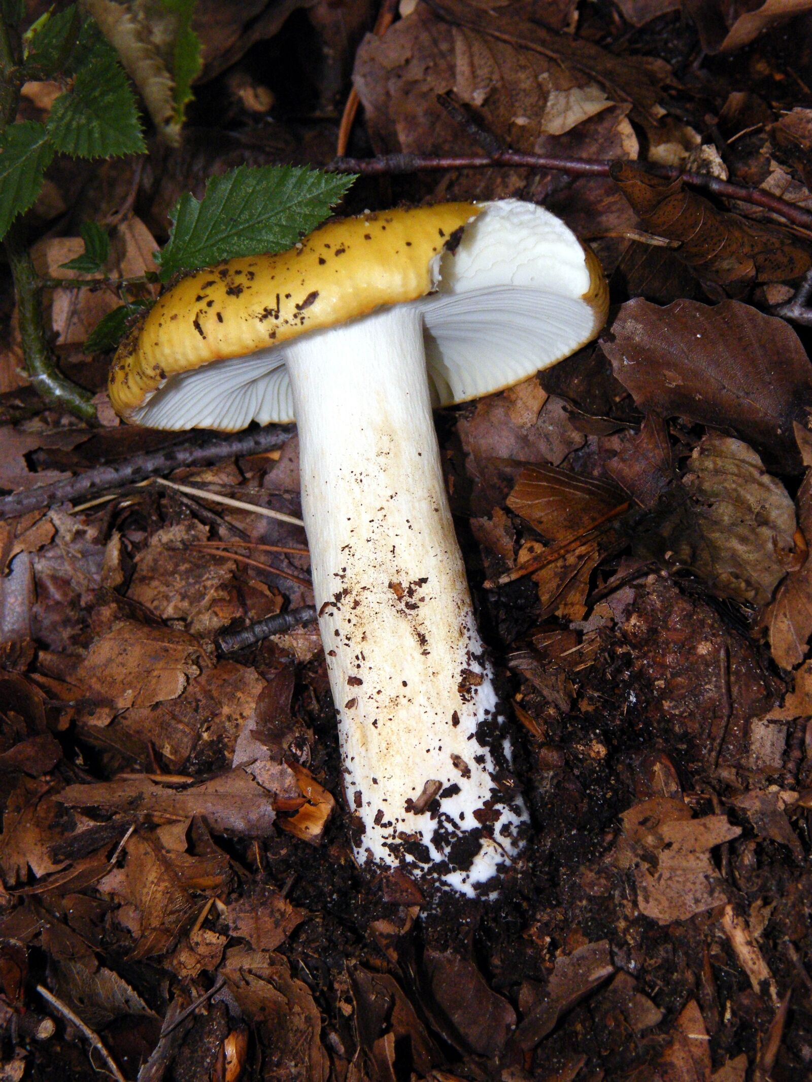 Fujifilm FinePix S8000fd sample photo. Russula, mushrooms, forest photography