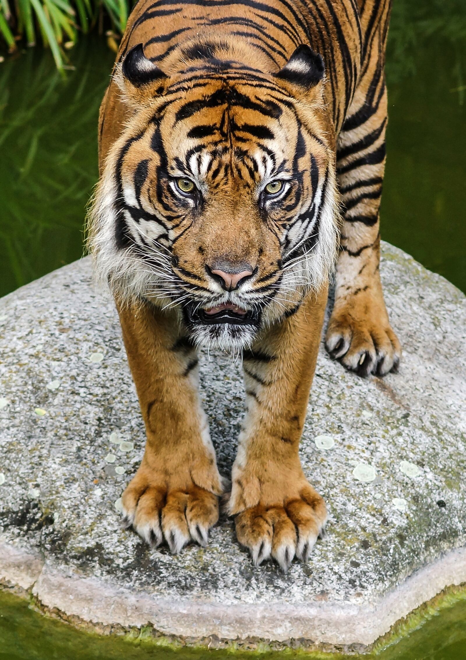 Sony SLT-A77 sample photo. Tiger, view, cat photography