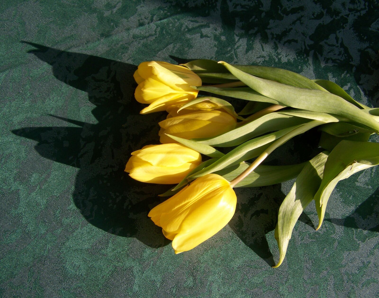 Kodak EASYSHARE ZD710 ZOOM DIGITAL CAMERA sample photo. Tulip, yellow flower, cut photography