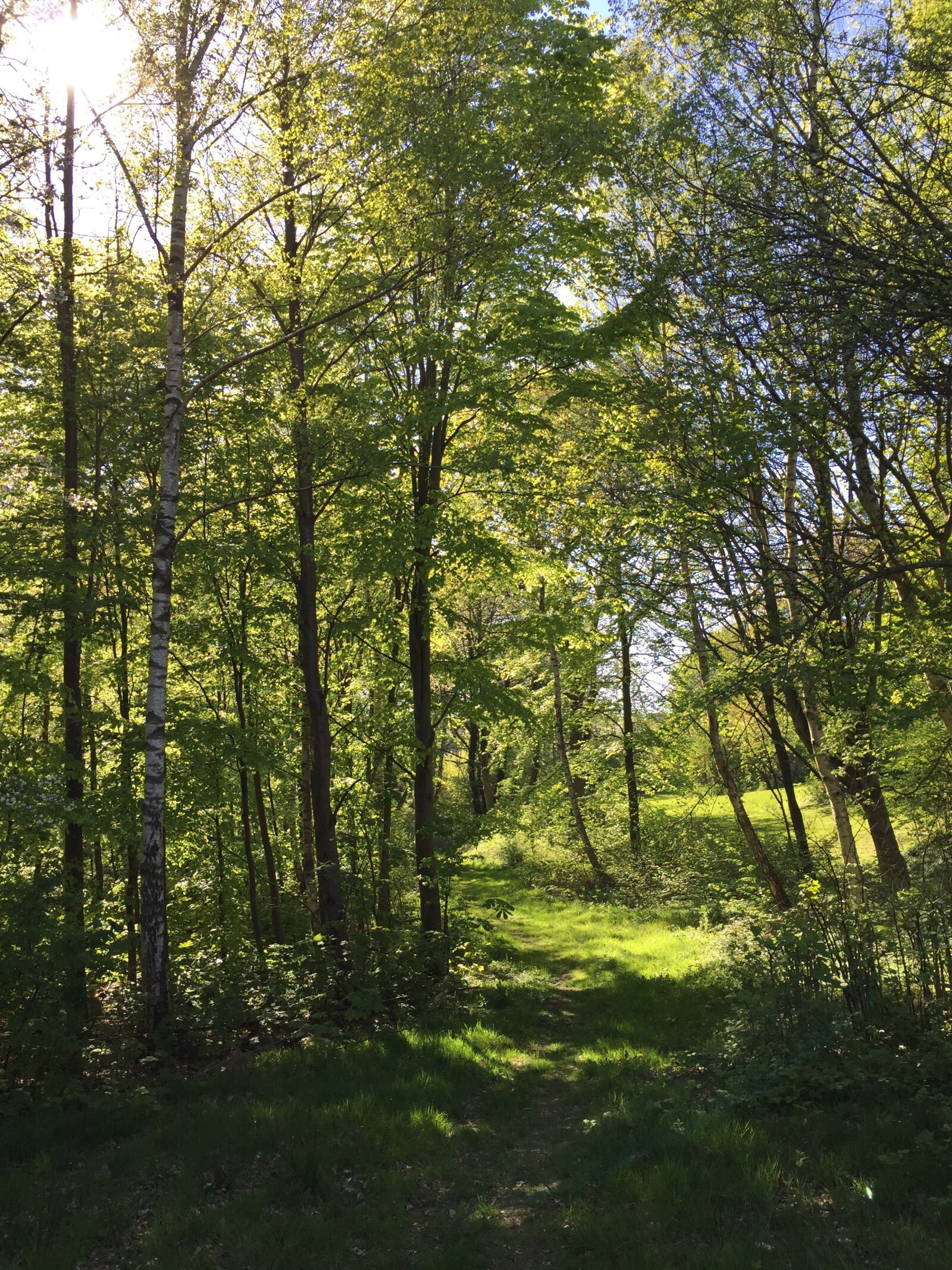 iPhone 6 back camera 4.15mm f/2.2 sample photo. Forest, forest path, sol photography