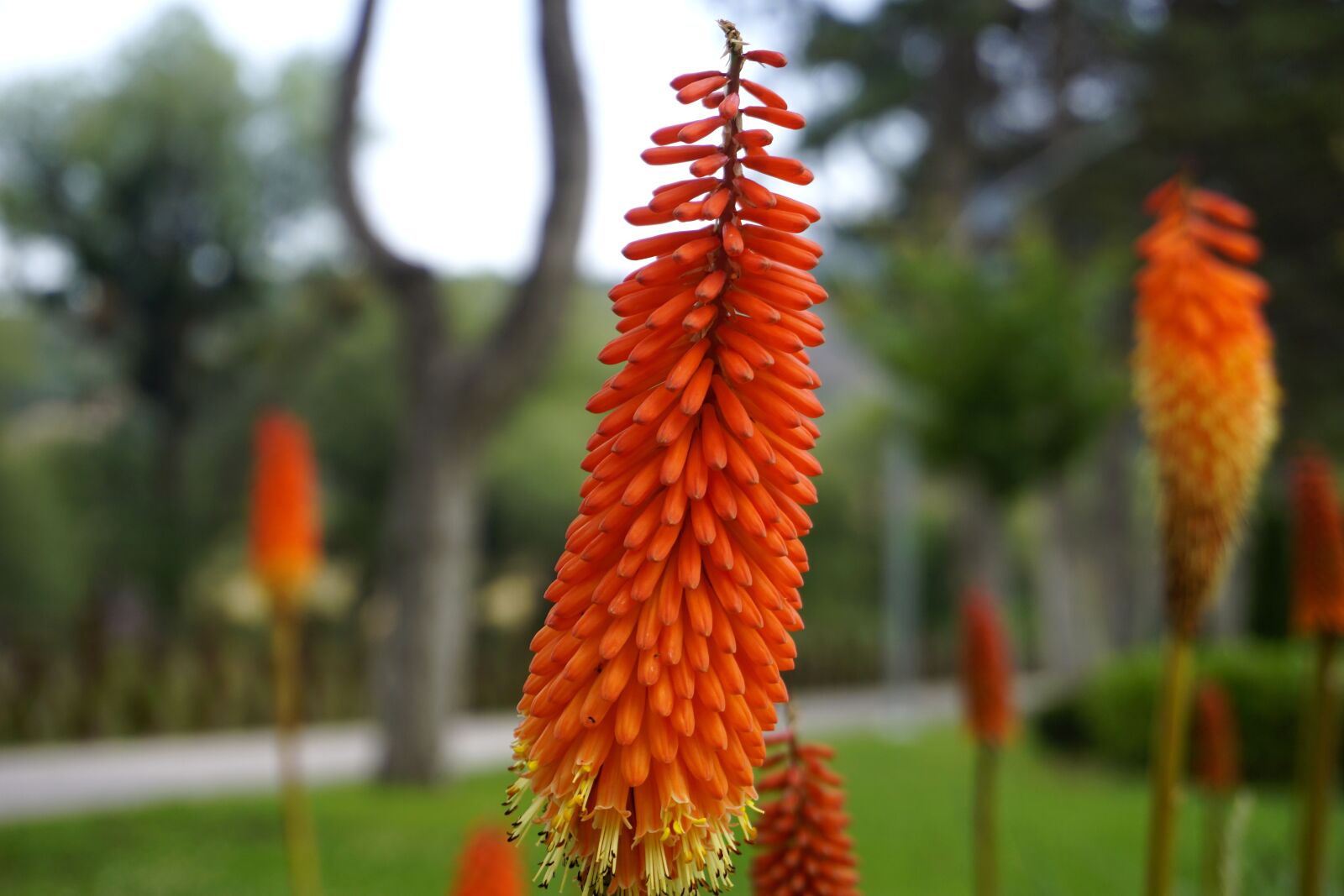 Sony a6000 sample photo. Flower, turkey, kniphofia photography