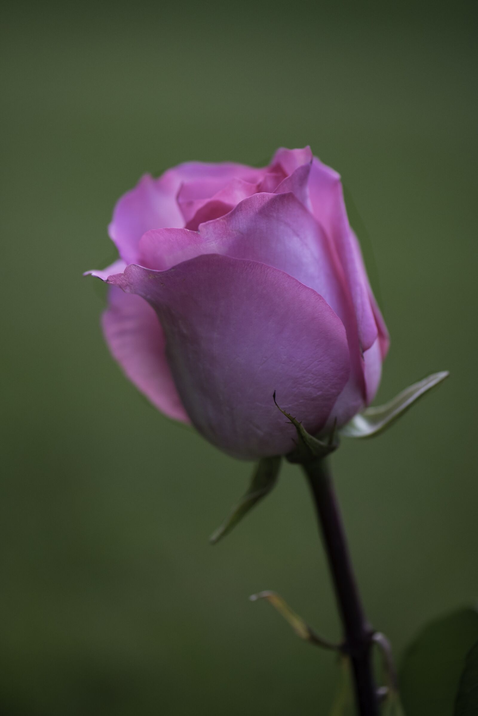 Nikon D750 sample photo. Rose, flower, pink photography