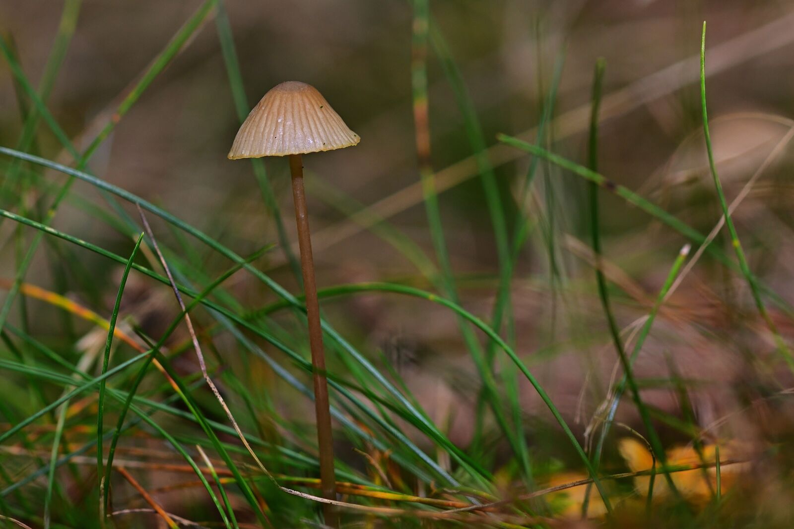 Nikon D5200 sample photo. Forest, nature, screen fungus photography