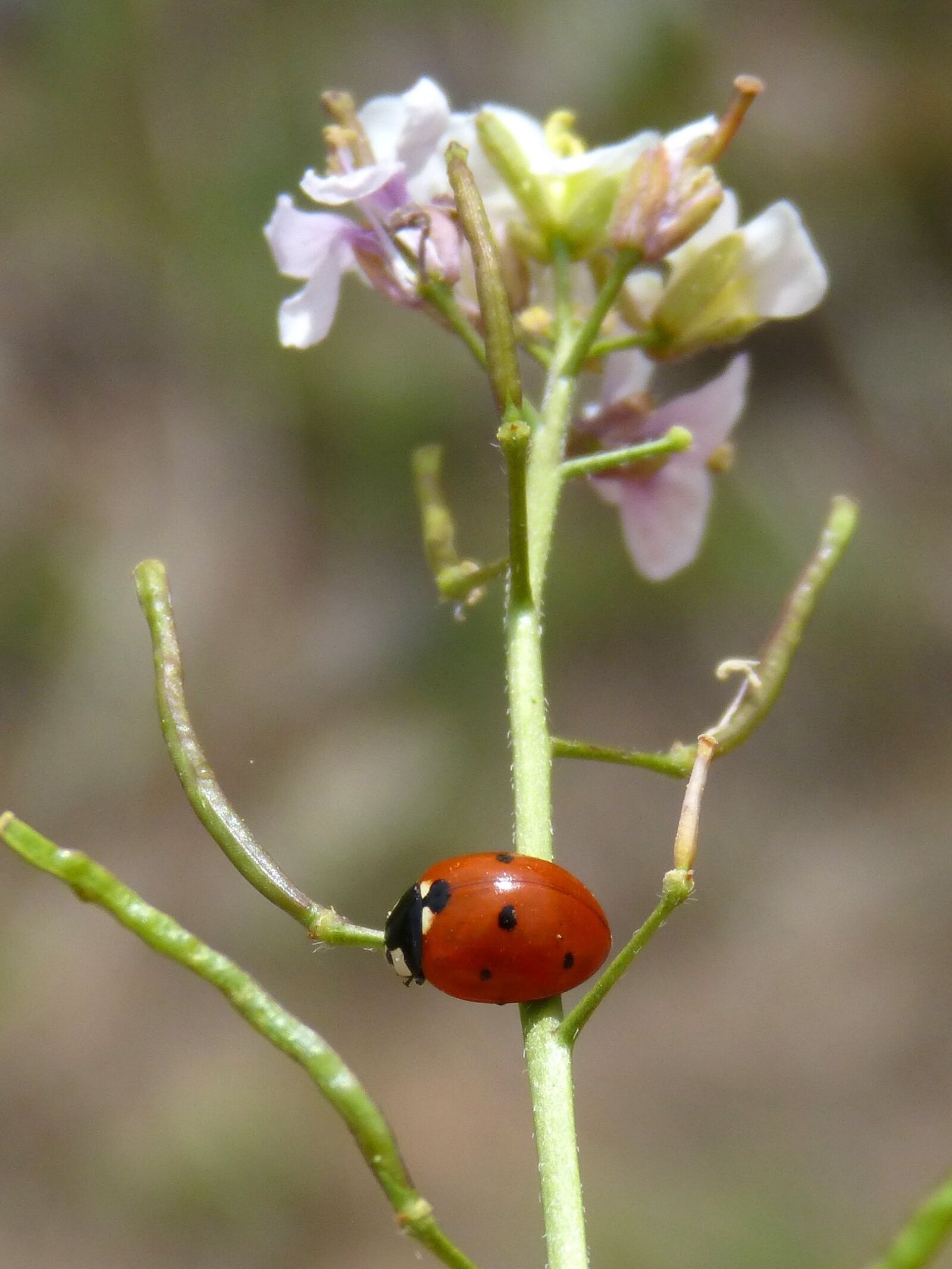 Panasonic DMC-FZ62 sample photo. Ladybug, flower, ravenissa photography