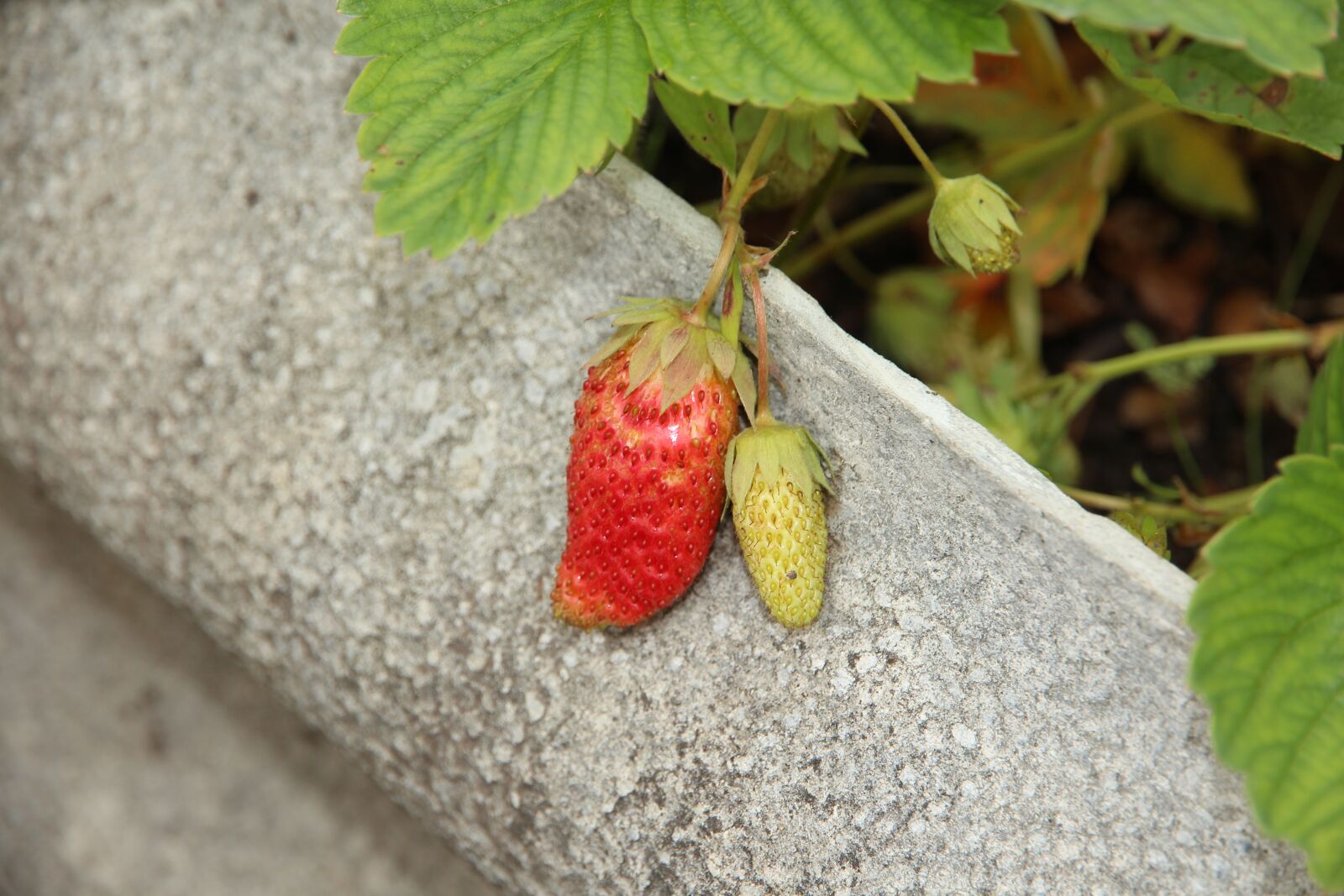 Canon EF-S 15-85mm F3.5-5.6 IS USM sample photo. Strawberry, berry, red photography