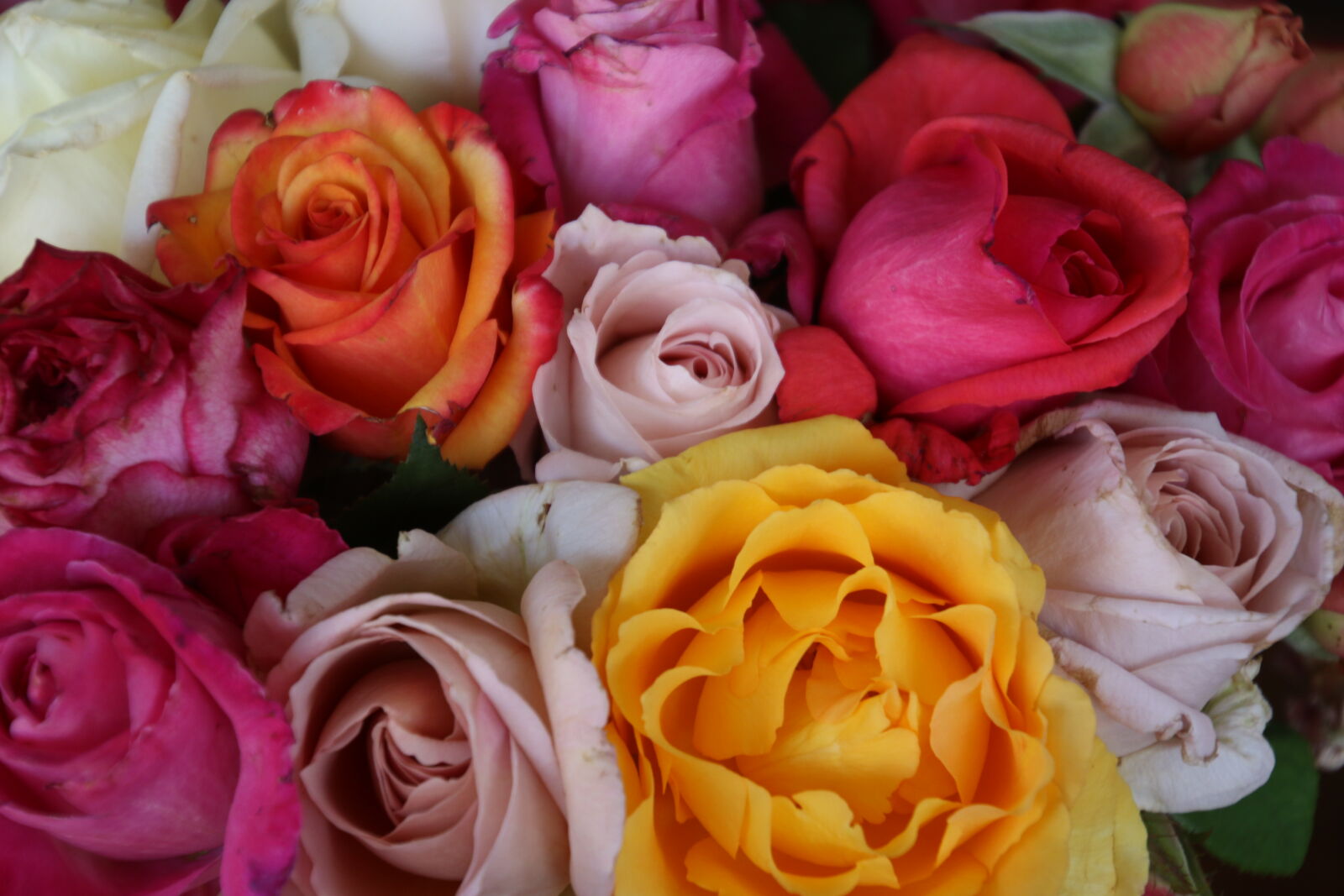 Canon EOS 7D Mark II sample photo. Bunch, of, flower, bunch photography