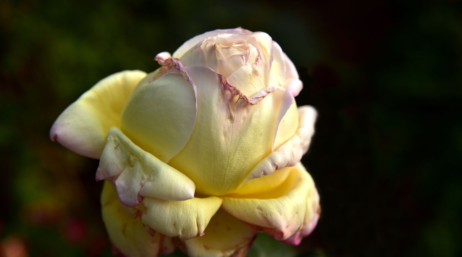 Nikon D750 sample photo. Rose, faded, transient photography