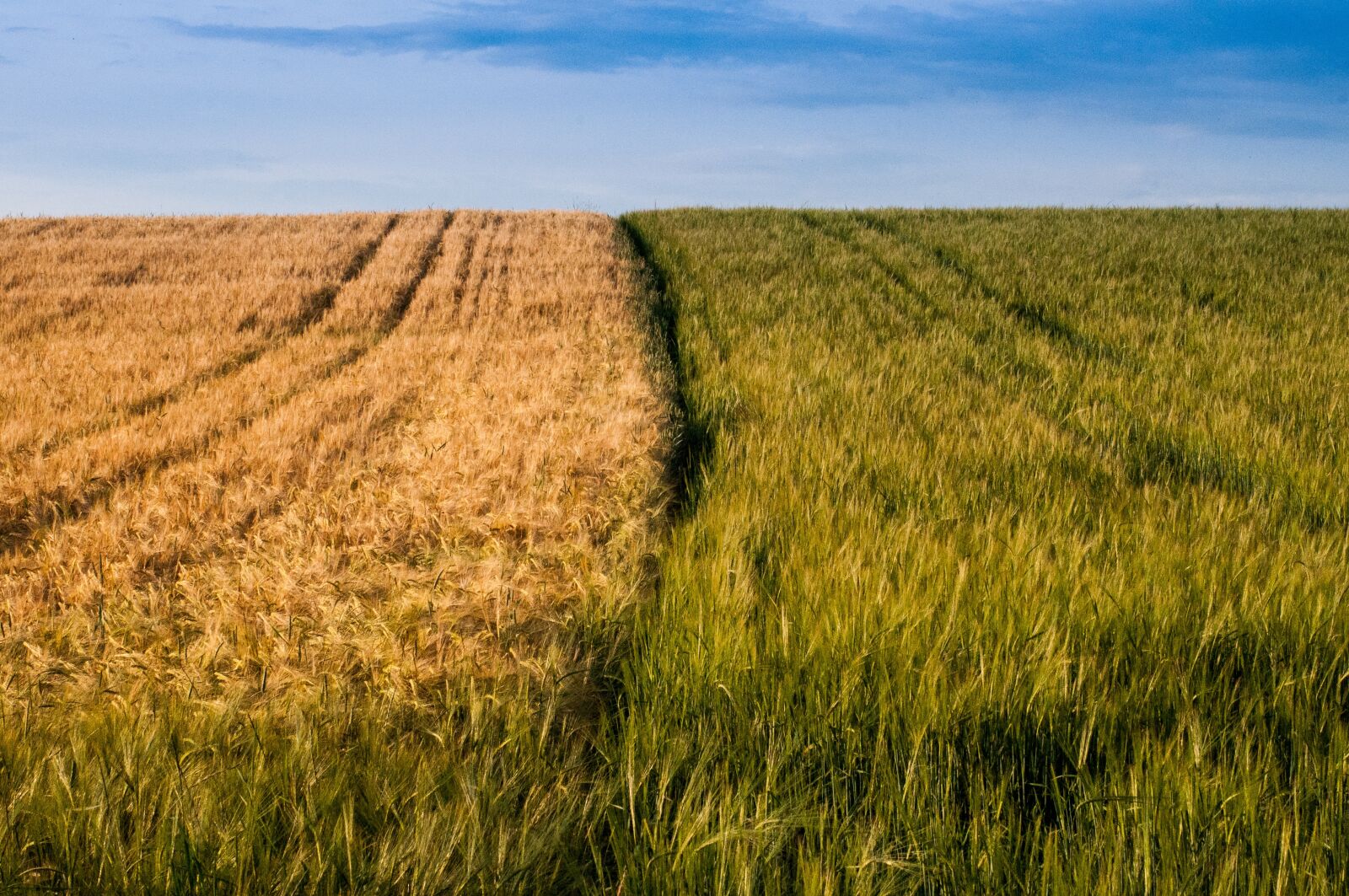Nikon D90 sample photo. Field, cereals, summer photography
