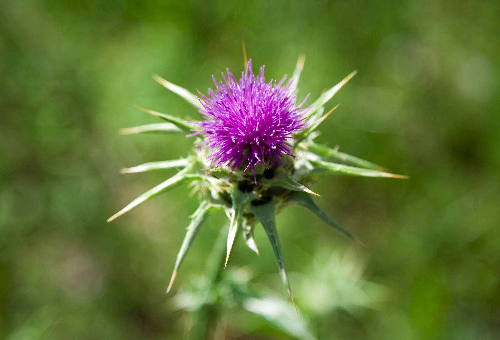 Canon EOS 5D sample photo. Thistle, flower, nature photography