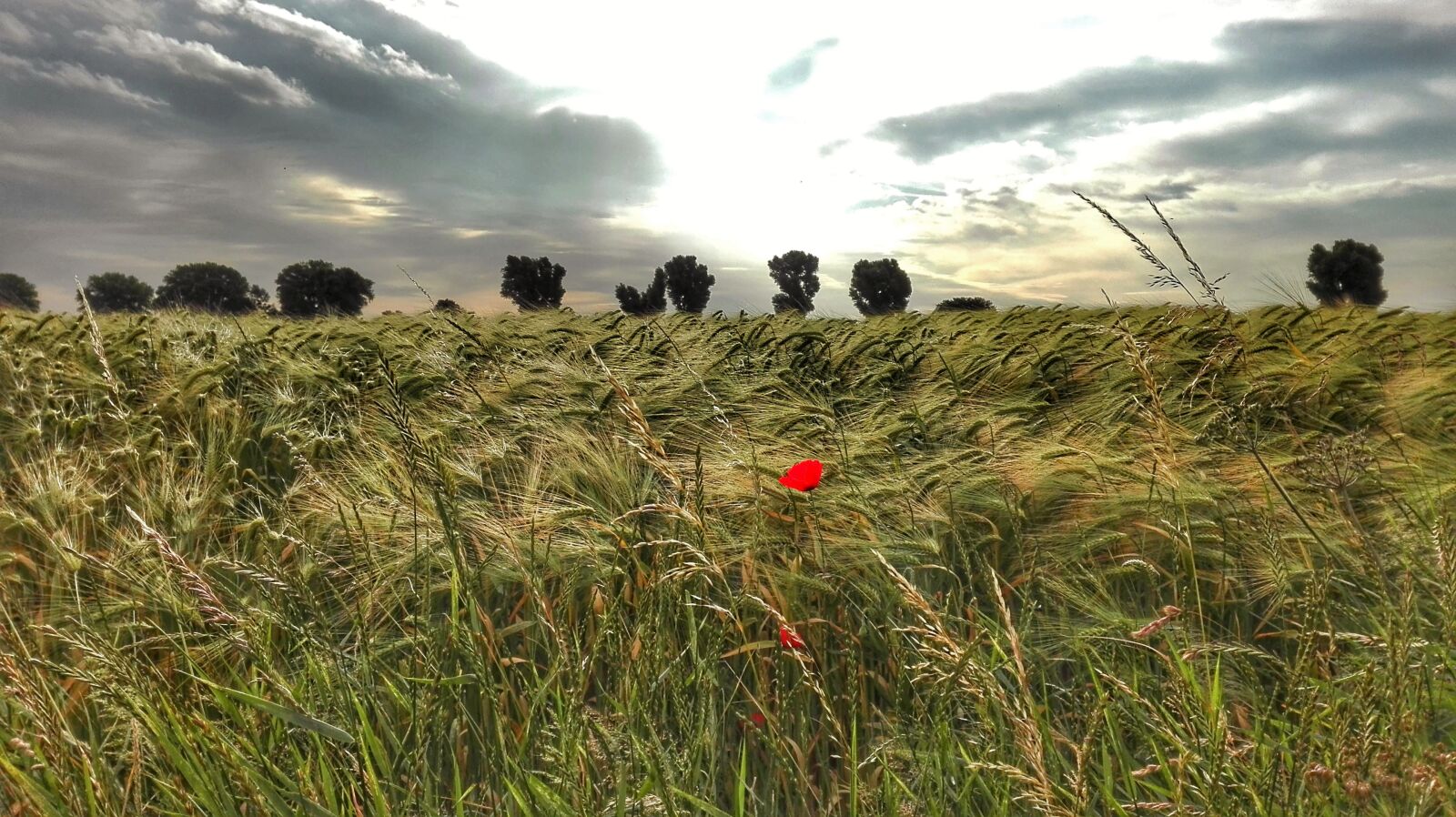 HUAWEI P8 Lite sample photo. Cornfield, abendstimmung, poppy photography