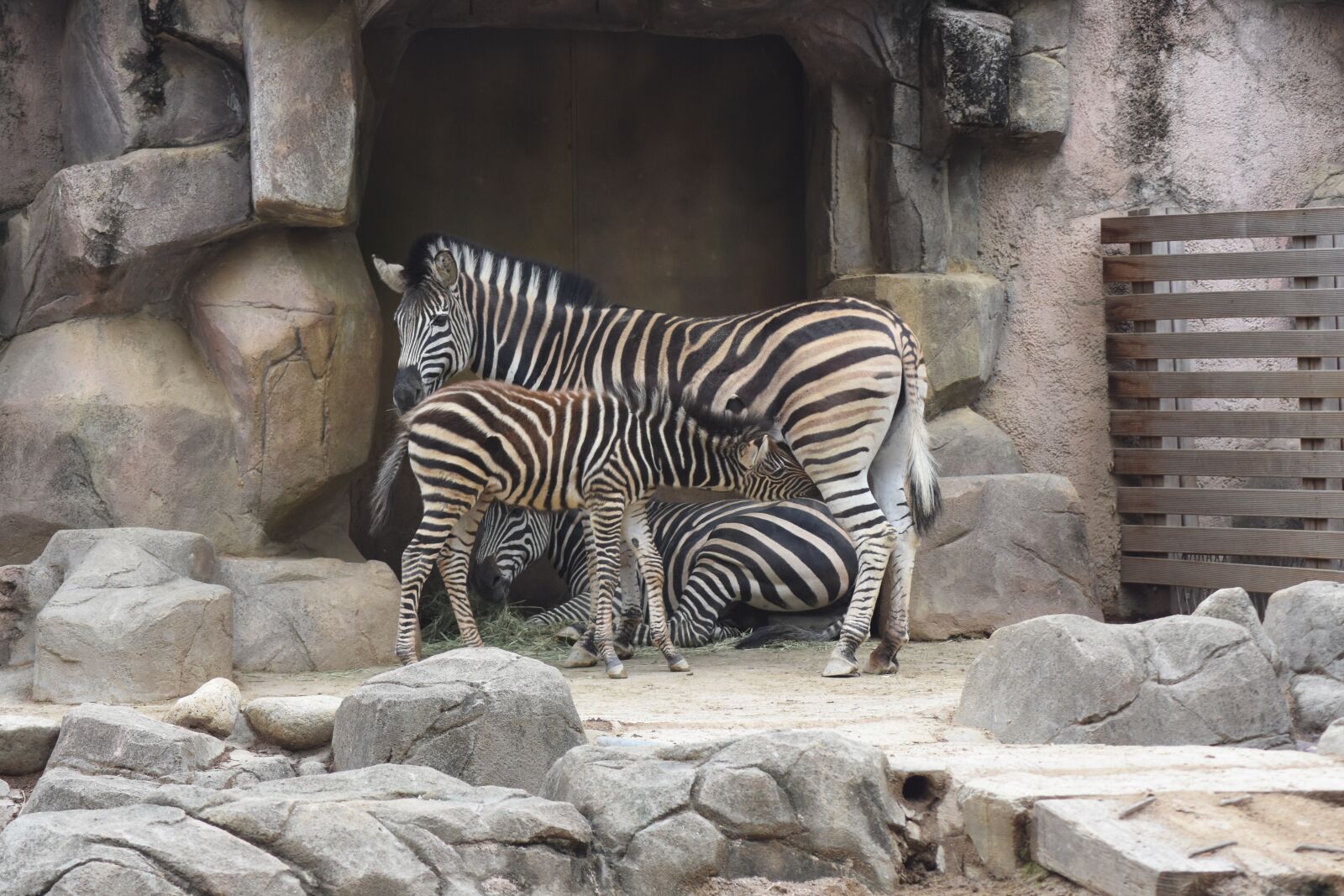 Nikon D7200 sample photo. Animal, zebra, stripe photography
