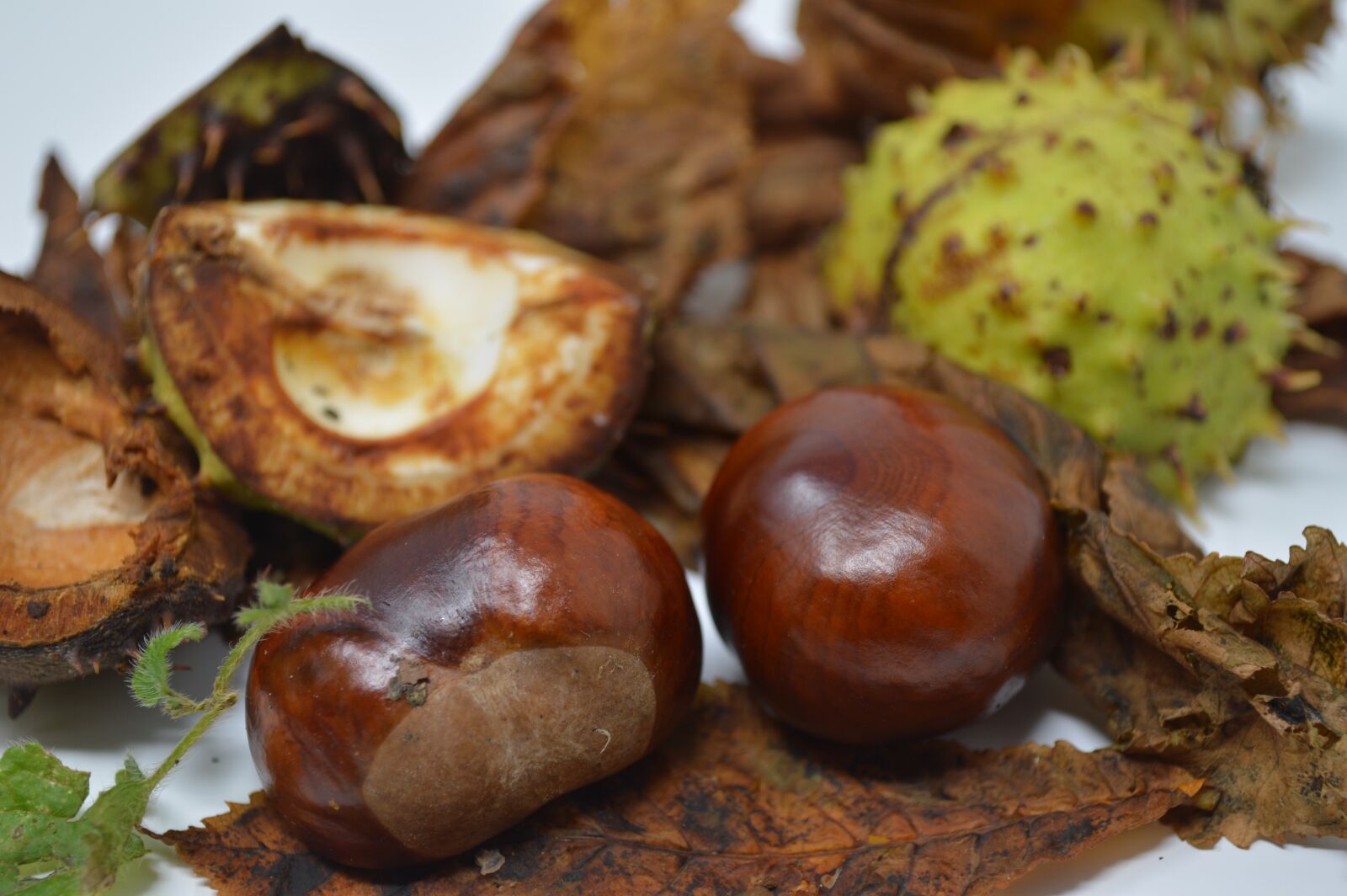 Nikon D3200 sample photo. Conker, conkers, horse chestnut photography