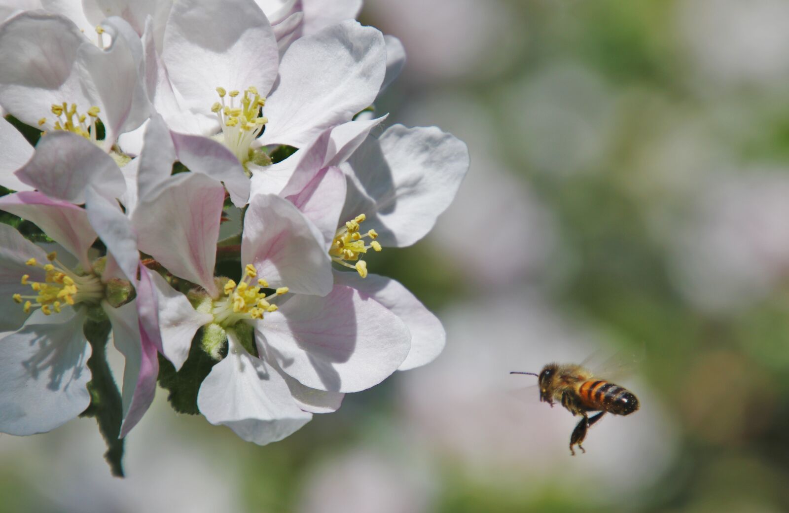 Canon EOS 80D sample photo. The silence, bee, pollen photography