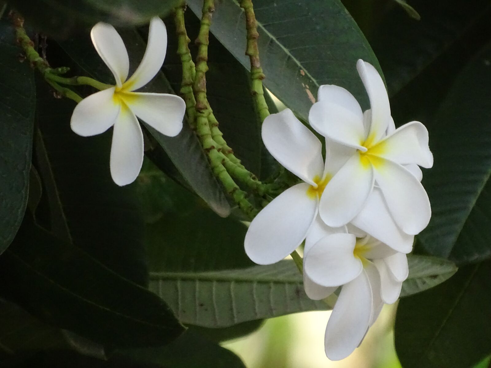 Sony Cyber-shot DSC-HX400V sample photo. Flowers, beautiful, tree photography
