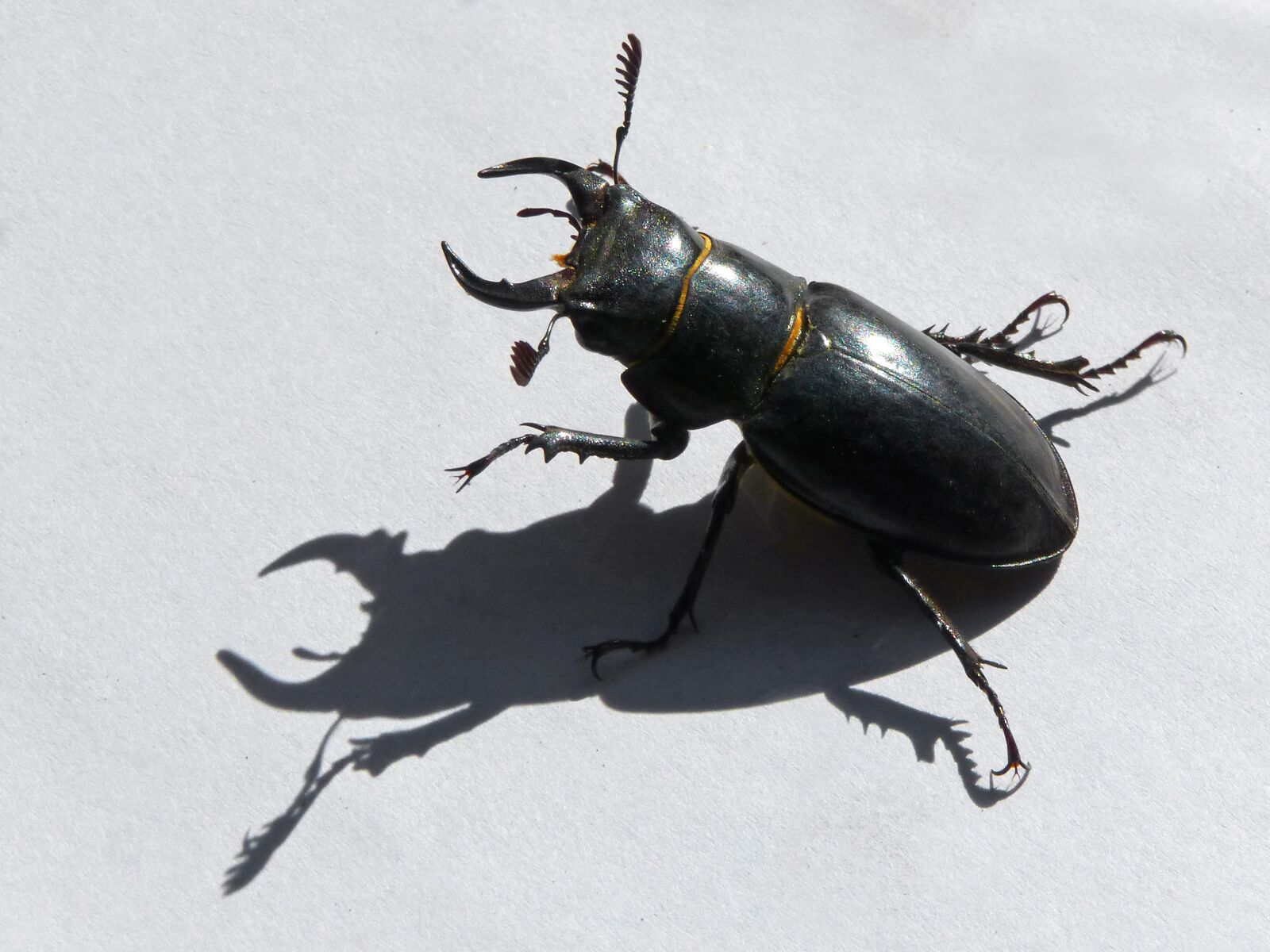 Panasonic DMC-FZ62 sample photo. Beetle, lucanus cervus, stag-beetle photography